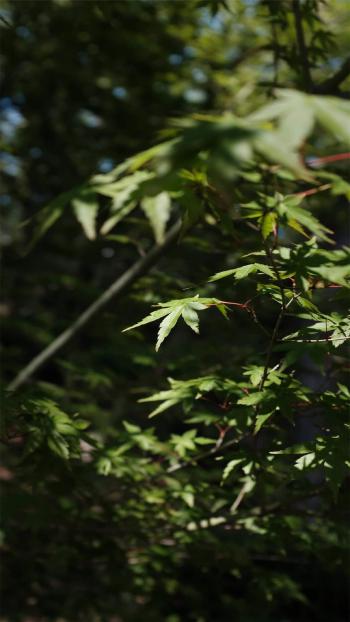 玫瑰花图片 _ 第(8)张