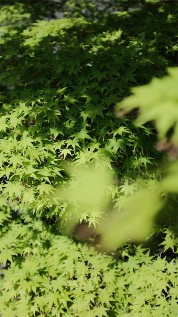 玫瑰花图片 _ 第(9)张