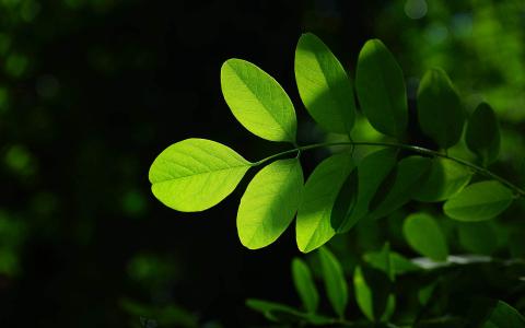 玫瑰花图片 _ 第(8)张