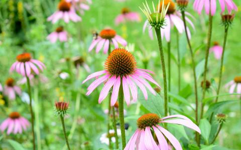 2017年11月红色鲜艳菊花图片日历壁纸第4张
