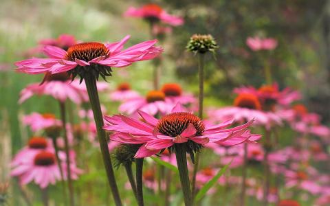 2017年11月红色鲜艳菊花图片日历壁纸第6张