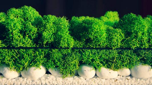护眼桌面壁纸图片 _ 第(4)张
