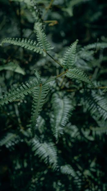 清新绿色植物图片手机壁纸第0张