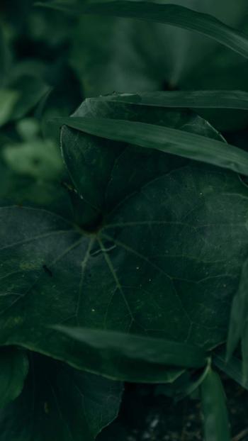 绿色植物图片 _ 第(9)张