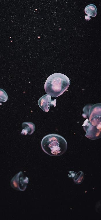 梦幻海洋生物水母高清手机壁纸第4张