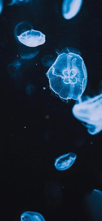 梦幻海洋生物水母高清手机壁纸第5张