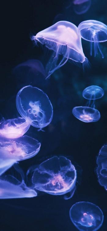梦幻海洋生物水母高清手机壁纸第6张