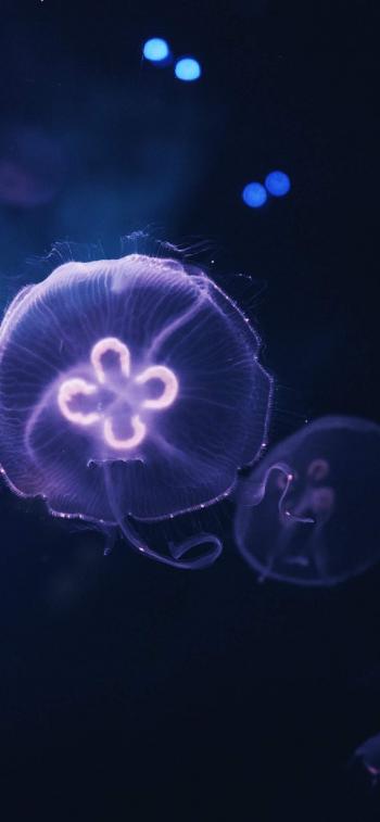 海洋生物图片 _ 第(9)张