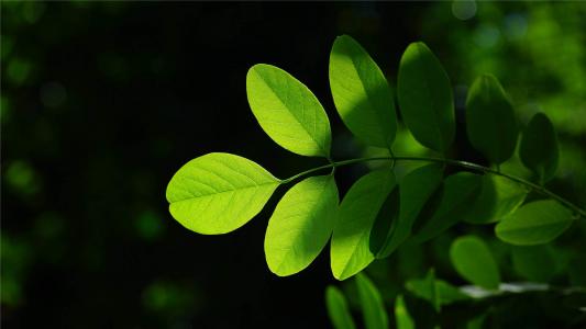 绿色护眼槐树叶高清桌面壁纸第1张