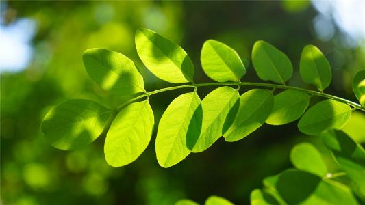 绿色护眼槐树叶高清桌面壁纸第5张