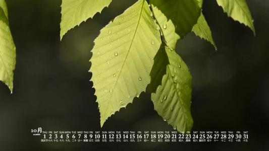 护眼桌面壁纸图片 _ 第(7)张