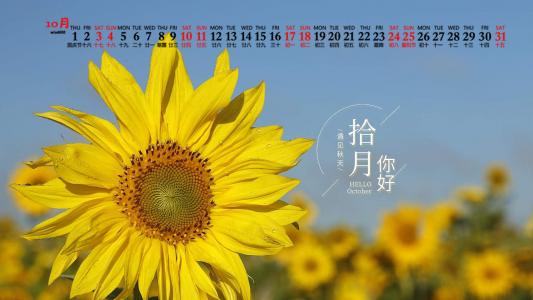 向日葵图片 _ 第(6)张