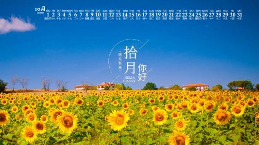 向日葵图片 _ 第(8)张