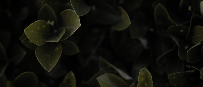 清新护眼自然风光高清图片第4张