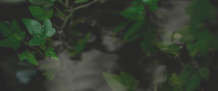 清新护眼自然风光高清图片第5张
