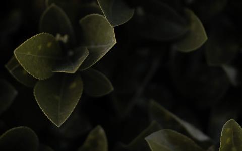 护眼桌面壁纸图片 _ 第(17)张