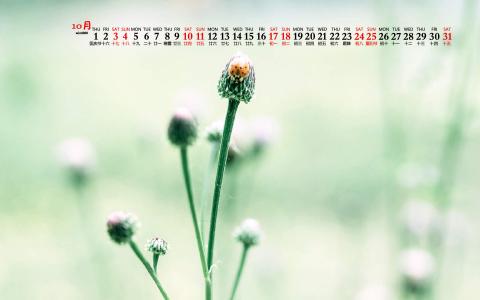 护眼桌面壁纸图片 _ 第(1)张