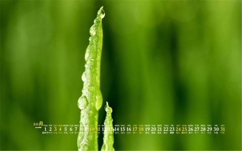 嫩芽图片 _ 第(4)张