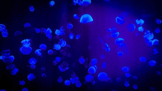 海洋缤纷多彩水母高清桌面壁纸第5张