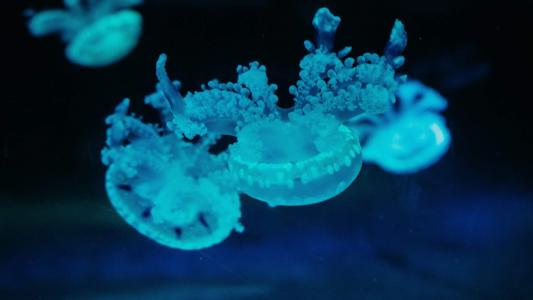 海洋缤纷多彩水母高清桌面壁纸第6张