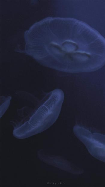 唯美海洋生物水母高清手机壁纸第4张