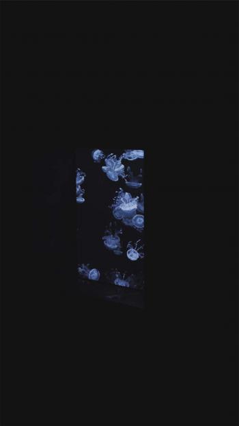 唯美海洋生物水母高清手机壁纸第5张