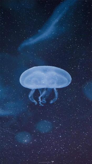 唯美海洋生物水母高清手机壁纸第6张