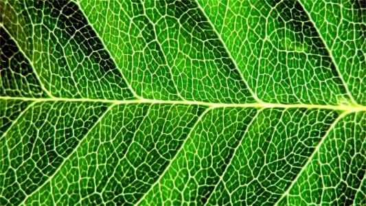 绿色植物图片 _ 第(1)张