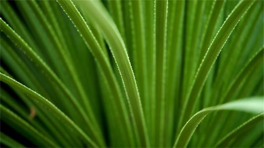 绿色植物图片 _ 第(10)张