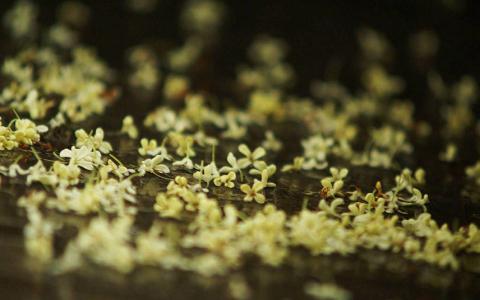桂花图片 _ 第(8)张