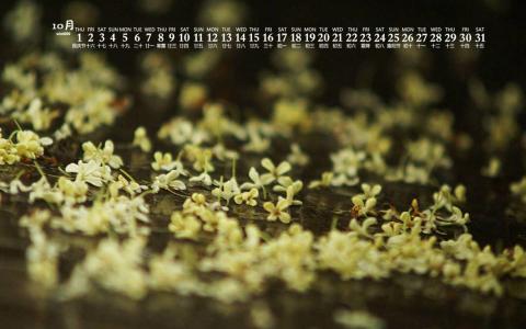 桂花图片 _ 第(8)张