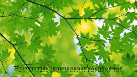 绿色植物图片 _ 第(1)张