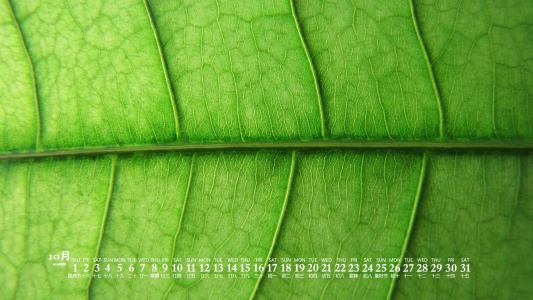 绿色植物图片 _ 第(7)张