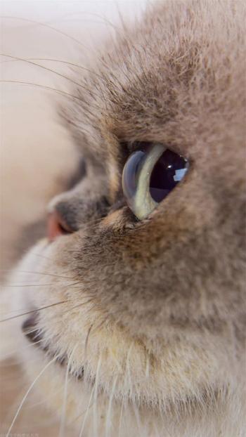 小猫图片 _ 第(2)张