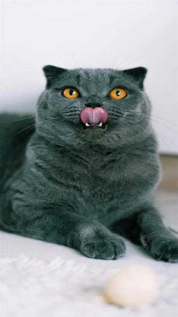 小猫图片 _ 第(4)张