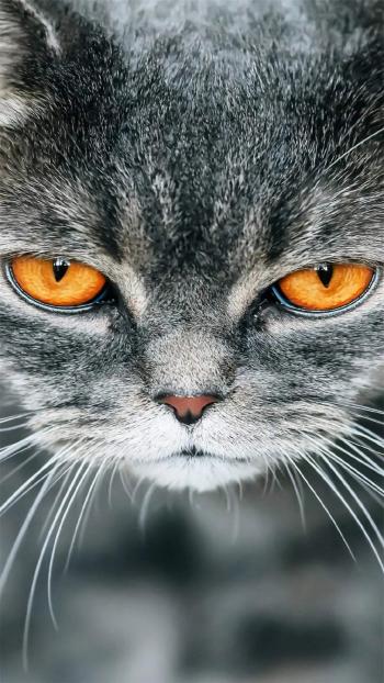 小猫图片 _ 第(5)张