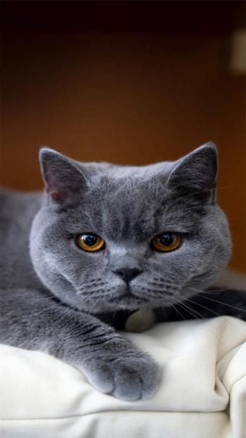 小猫图片 _ 第(9)张