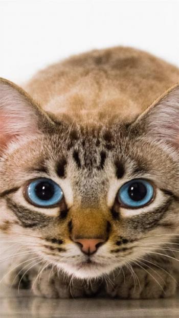 小猫图片 _ 第(10)张