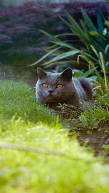 小猫图片 _ 第(11)张