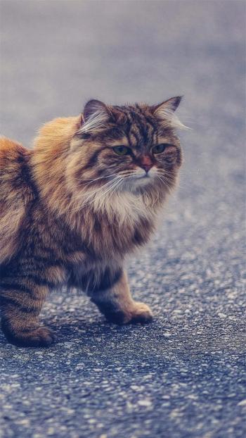 小猫图片 _ 第(12)张