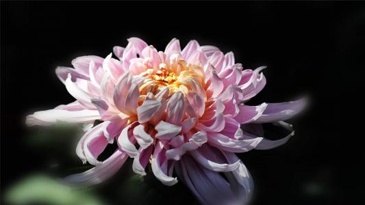 精选菊花图片高清电脑桌面壁纸第4张