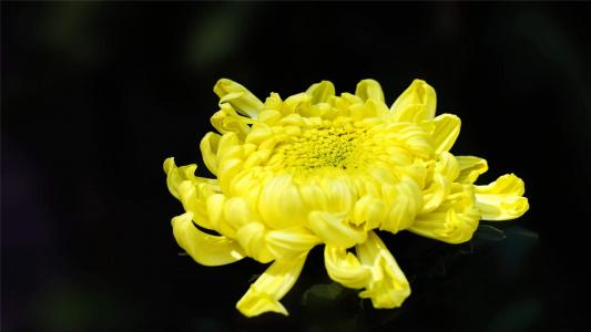 精选菊花图片高清电脑桌面壁纸第6张