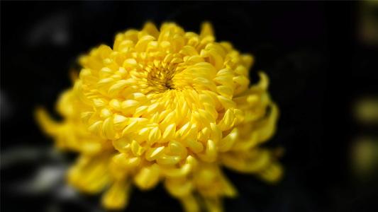 菊花图片 _ 第(8)张