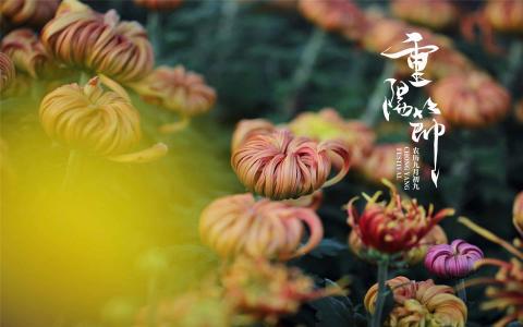 九九重阳菊花唯美高清桌面壁纸第4张