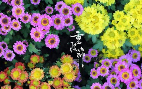 九九重阳菊花唯美高清桌面壁纸第6张