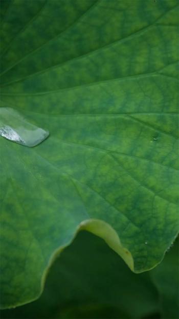 绿色荷叶小清新高清手机壁纸第3张