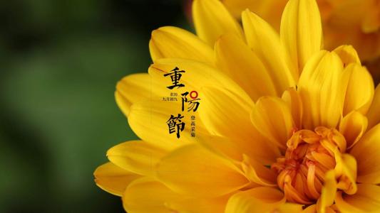 九九重阳菊花唯美高清桌面壁纸第4张