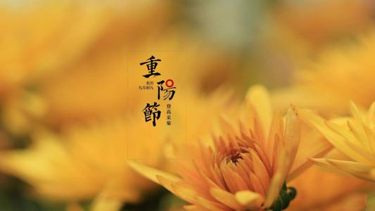 九九重阳菊花唯美高清桌面壁纸第5张