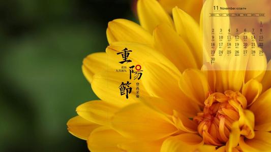 南非万寿菊高清桌面壁纸第4张