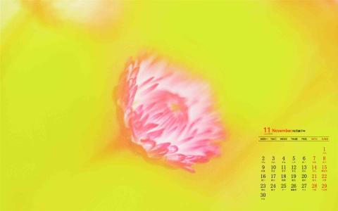 2020年11月金秋菊花微距摄影高清日历壁纸第4张